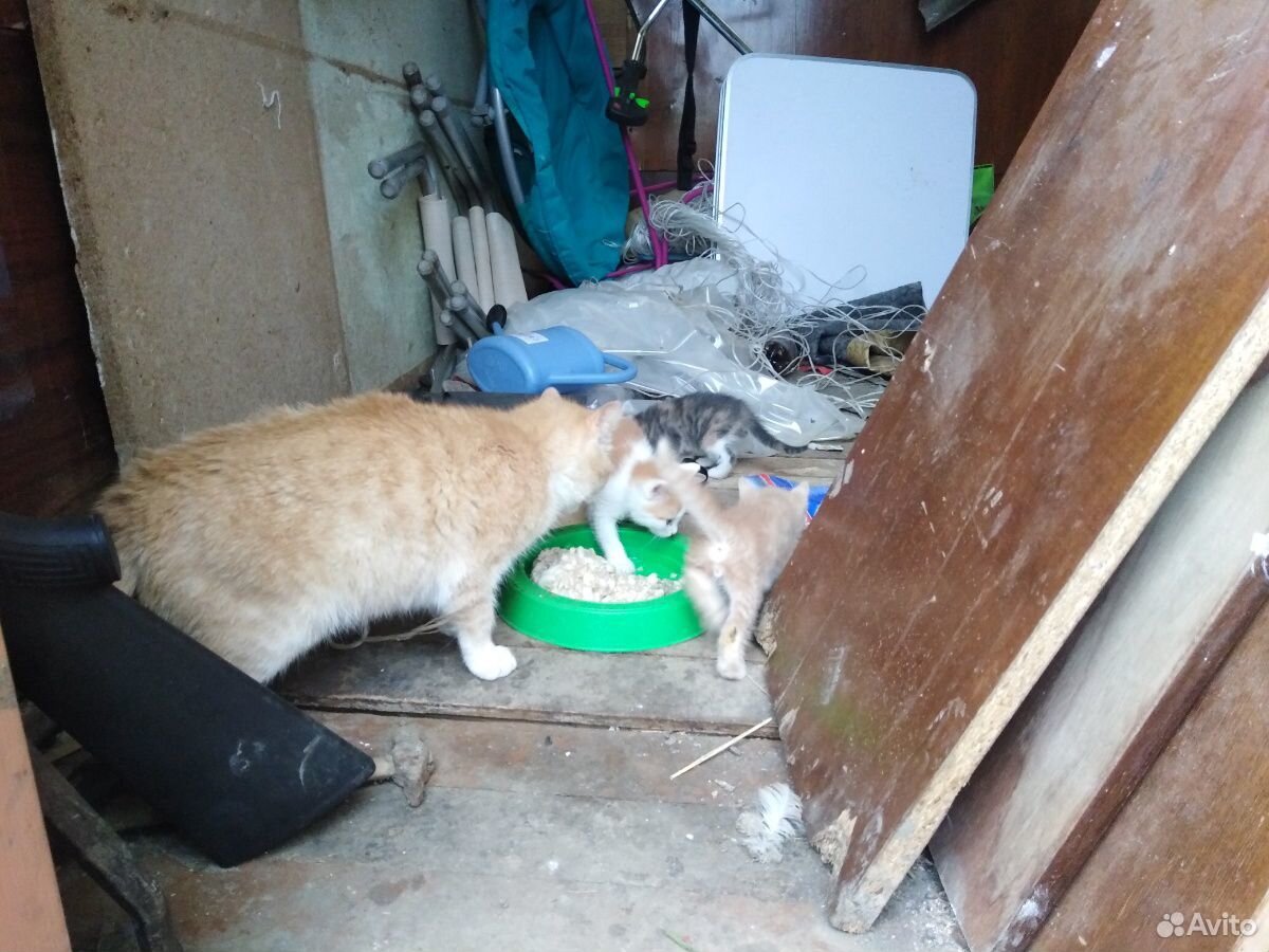 Котята от кошки крысаловки в добрые руки купить на Зозу.ру - фотография № 1