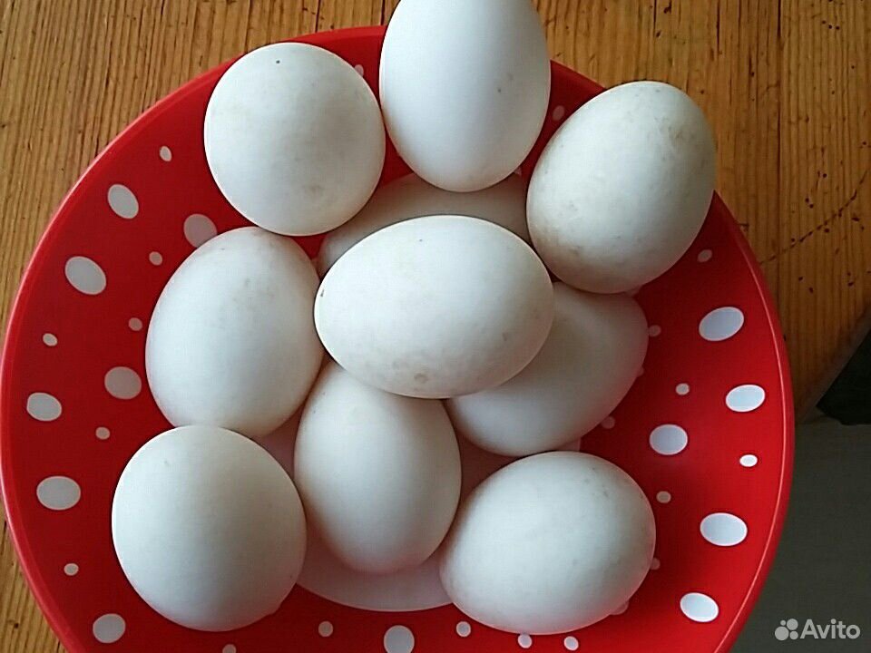 Яйца индоутки для инкубации купить на Зозу.ру - фотография № 1