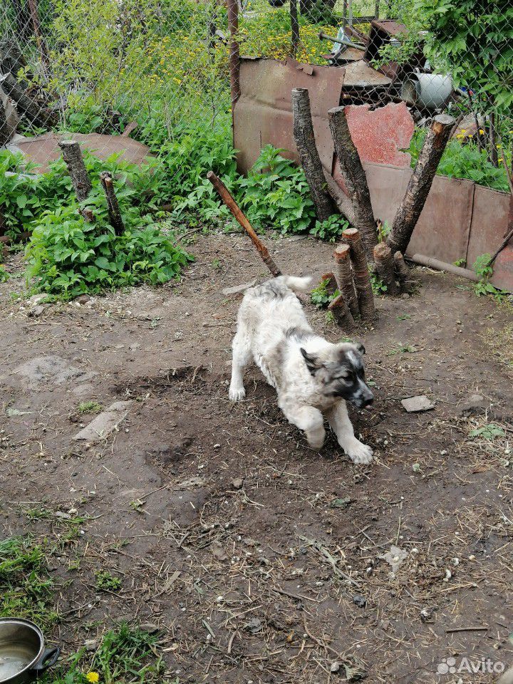 Собака/щенок 3 месяца купить на Зозу.ру - фотография № 8