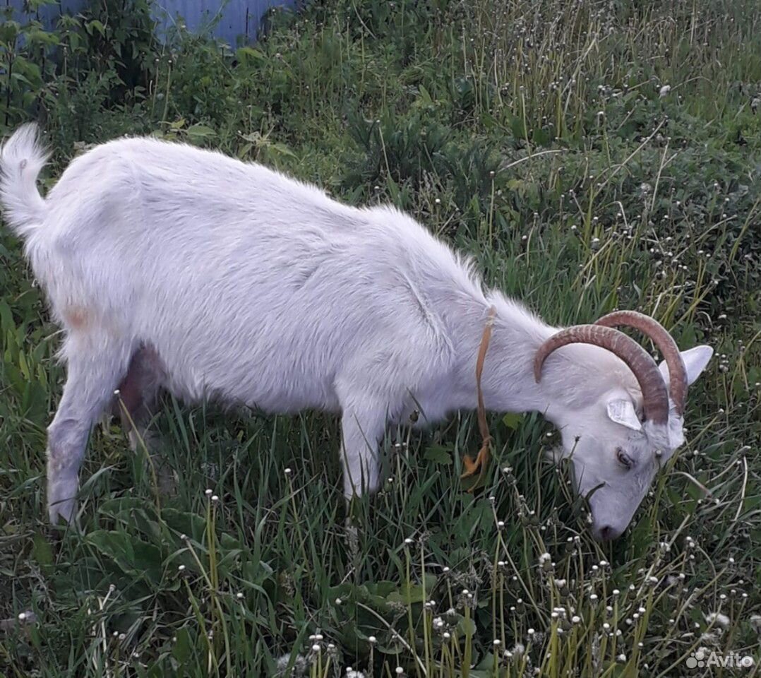 Самара коза. Самарская коза. Зозу.ру купить козу дойную.