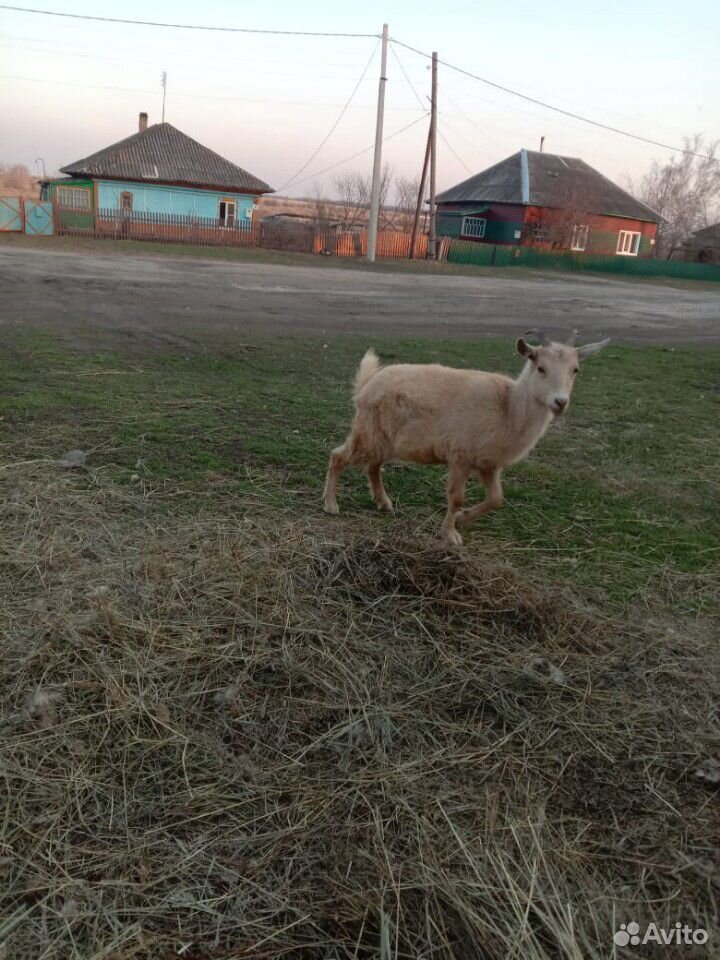 Коза 1год 5 мес купить на Зозу.ру - фотография № 1