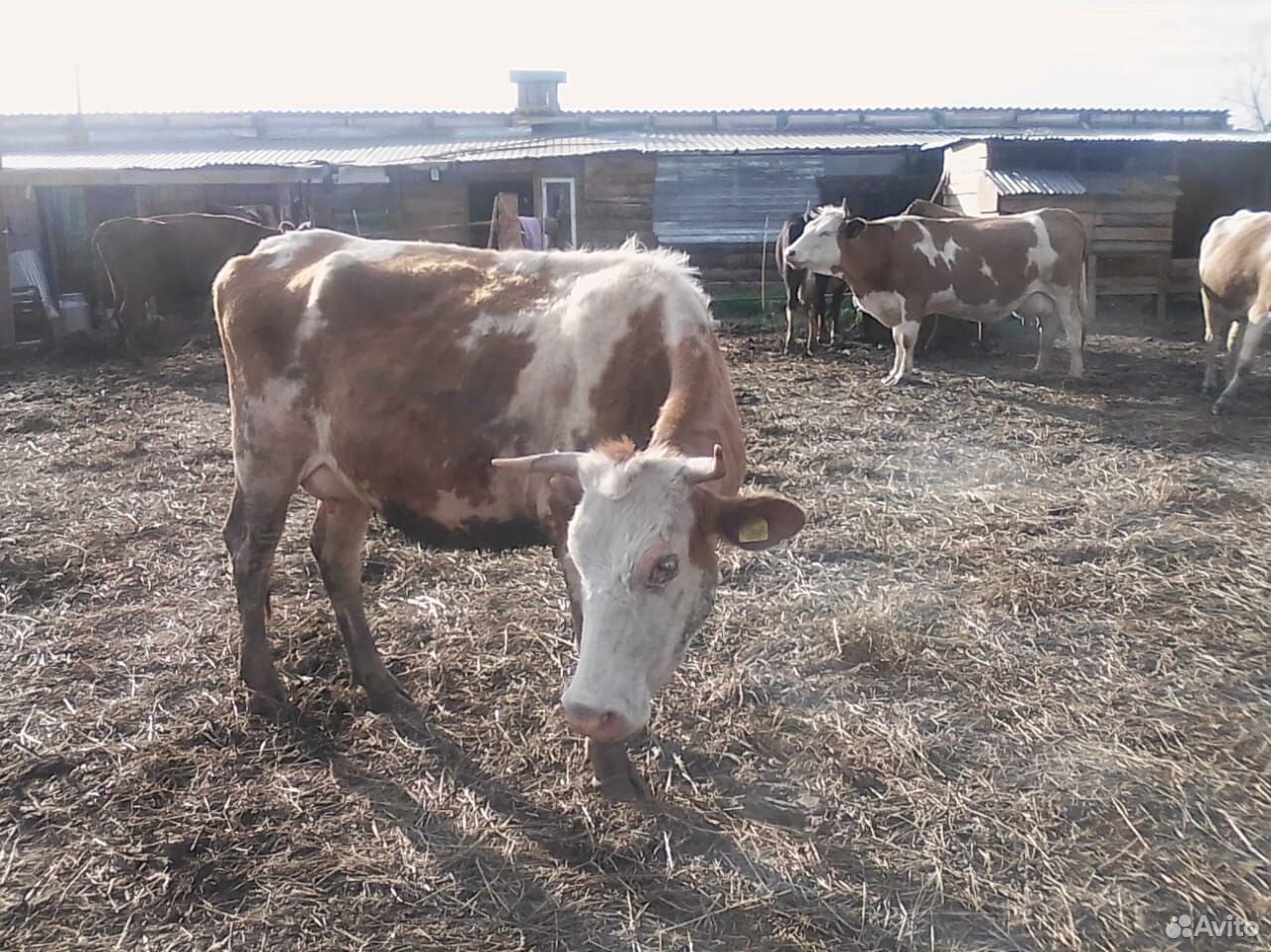 Купить Корову На Авито В Вологодской