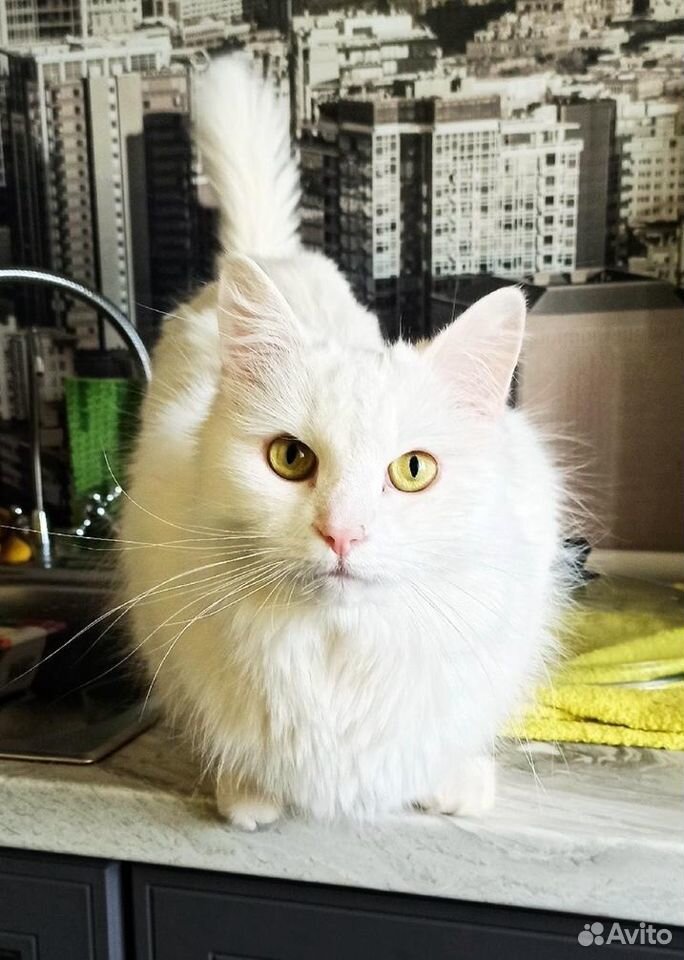 Белый кот Сугроб в добрые руки купить на Зозу.ру - фотография № 1