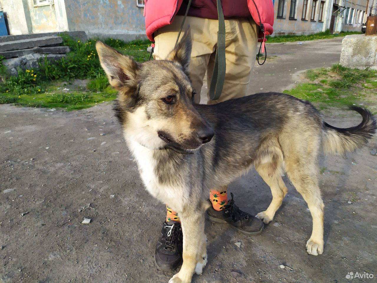 Собака ищет друга купить на Зозу.ру - фотография № 1