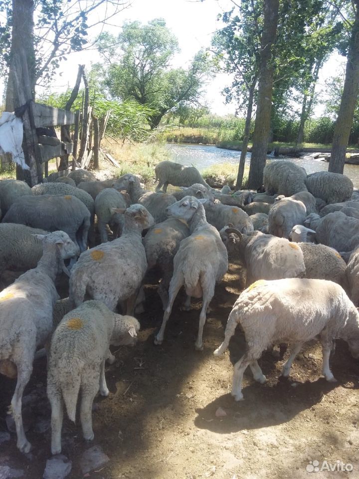 Овцы матки ягнята бараны купить на Зозу.ру - фотография № 3