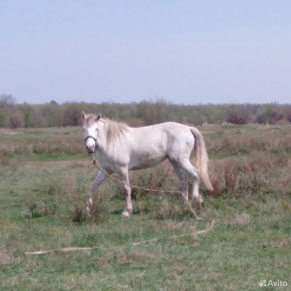 Лошадь Анжела купить на Зозу.ру - фотография № 2