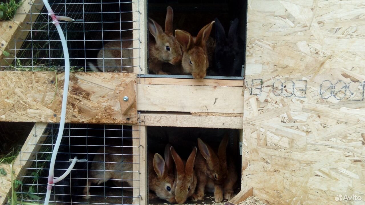 Крольчата 2-3 месяца купить на Зозу.ру - фотография № 3