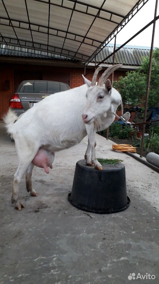 Продаю высокоудойную козу купить на Зозу.ру - фотография № 4