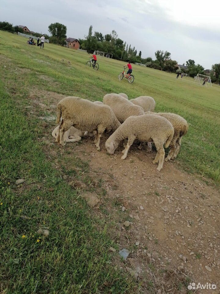 Овцы и козы купить на Зозу.ру - фотография № 3
