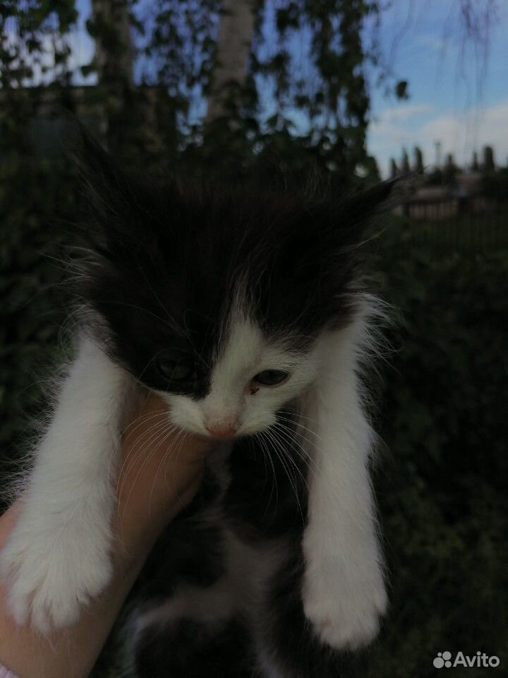 Котята в дар купить на Зозу.ру - фотография № 3