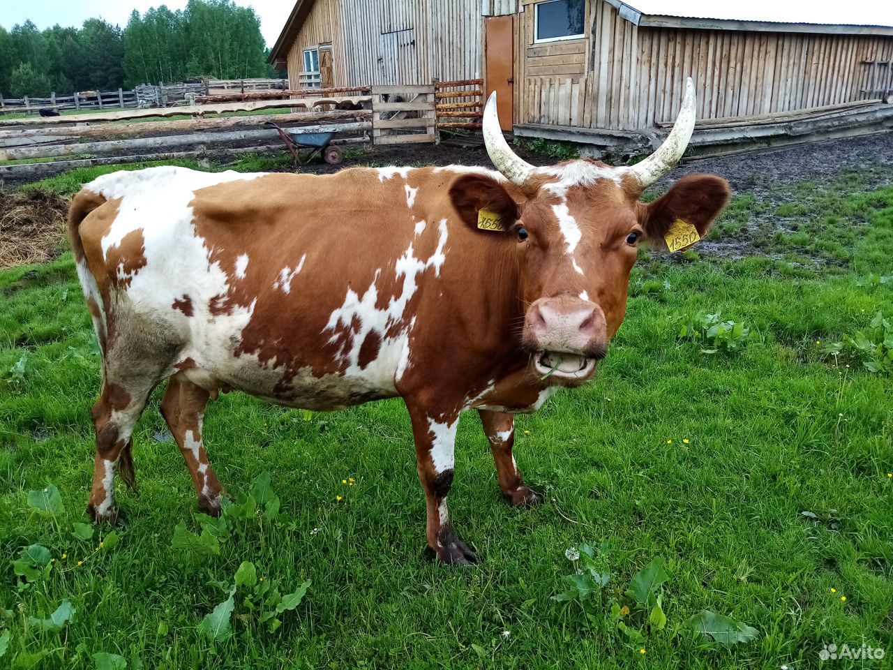 Продаются дойные коровы купить на Зозу.ру - фотография № 7