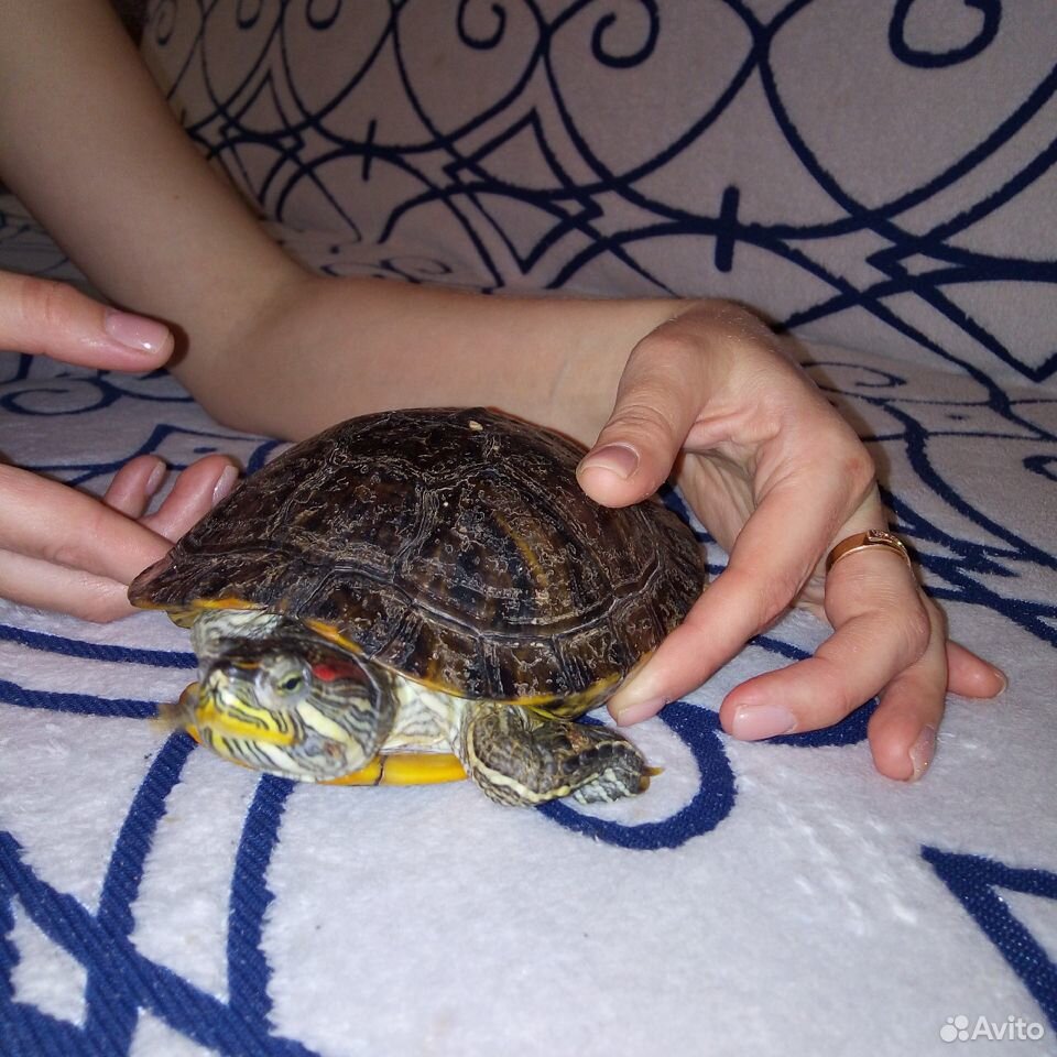 Красноухие черепахи купить на Зозу.ру - фотография № 3