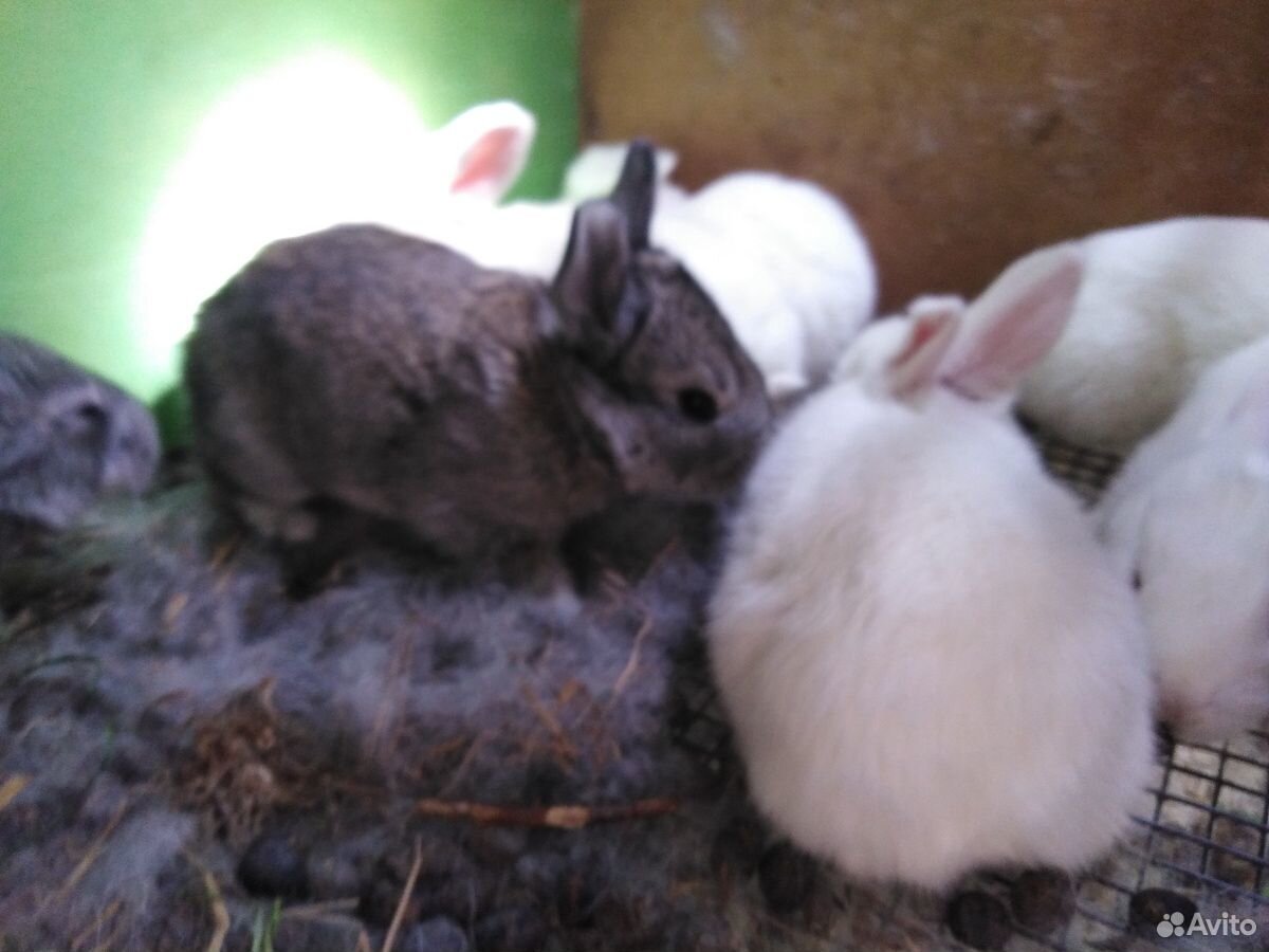 Кролики мясные купить на Зозу.ру - фотография № 1