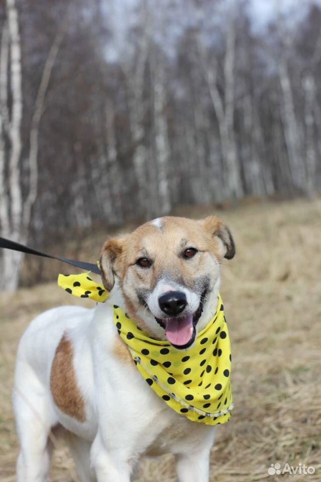Собака Розочка для семьи и дома в дар купить на Зозу.ру - фотография № 5