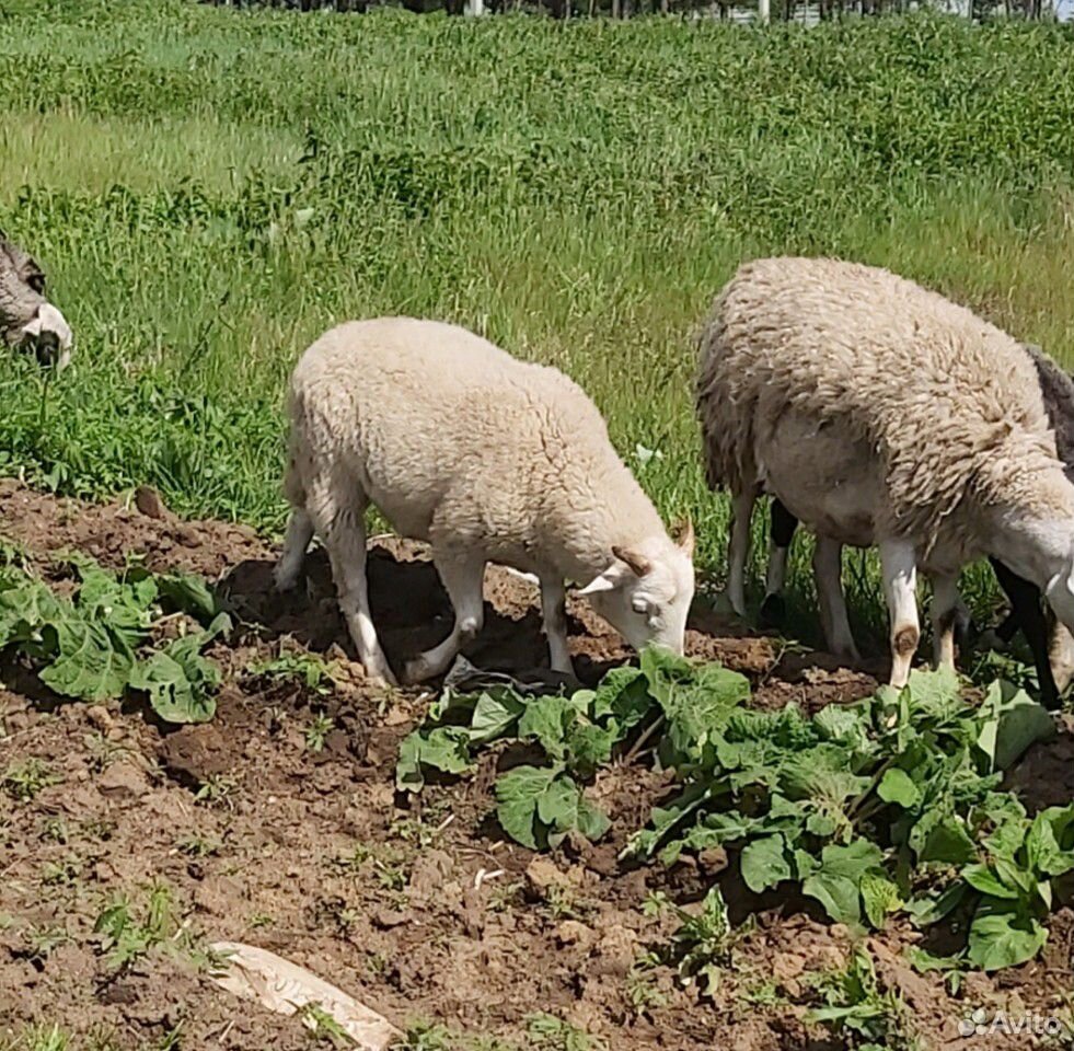 Овцы. баран на племя от катумского барана купить на Зозу.ру - фотография № 10