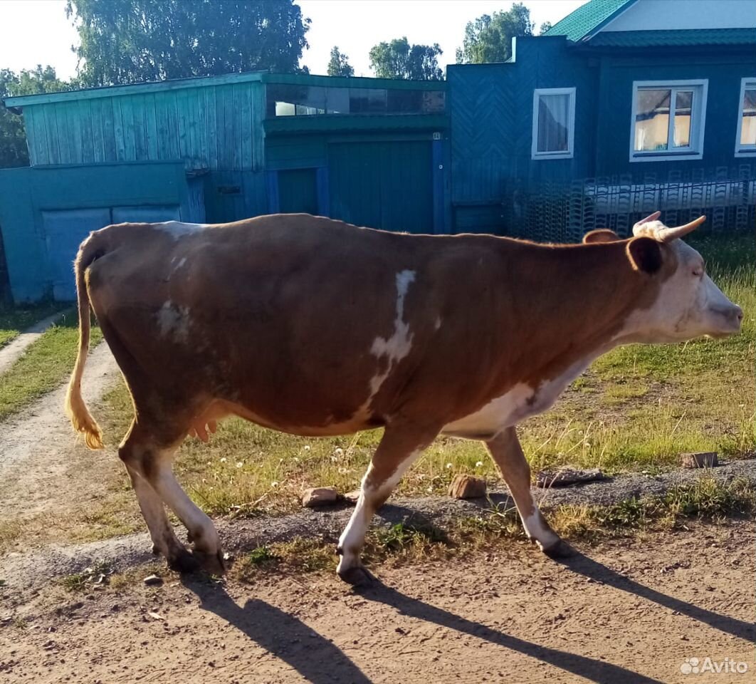 Продам корову и телочку купить на Зозу.ру - фотография № 3
