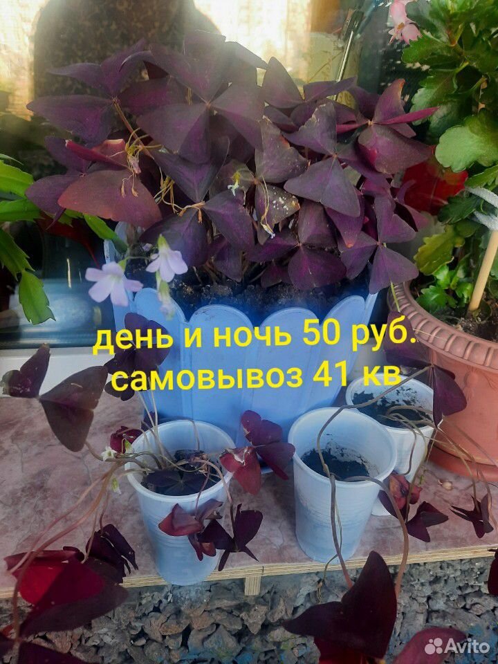 Цветок день ночь купить на Зозу.ру - фотография № 1