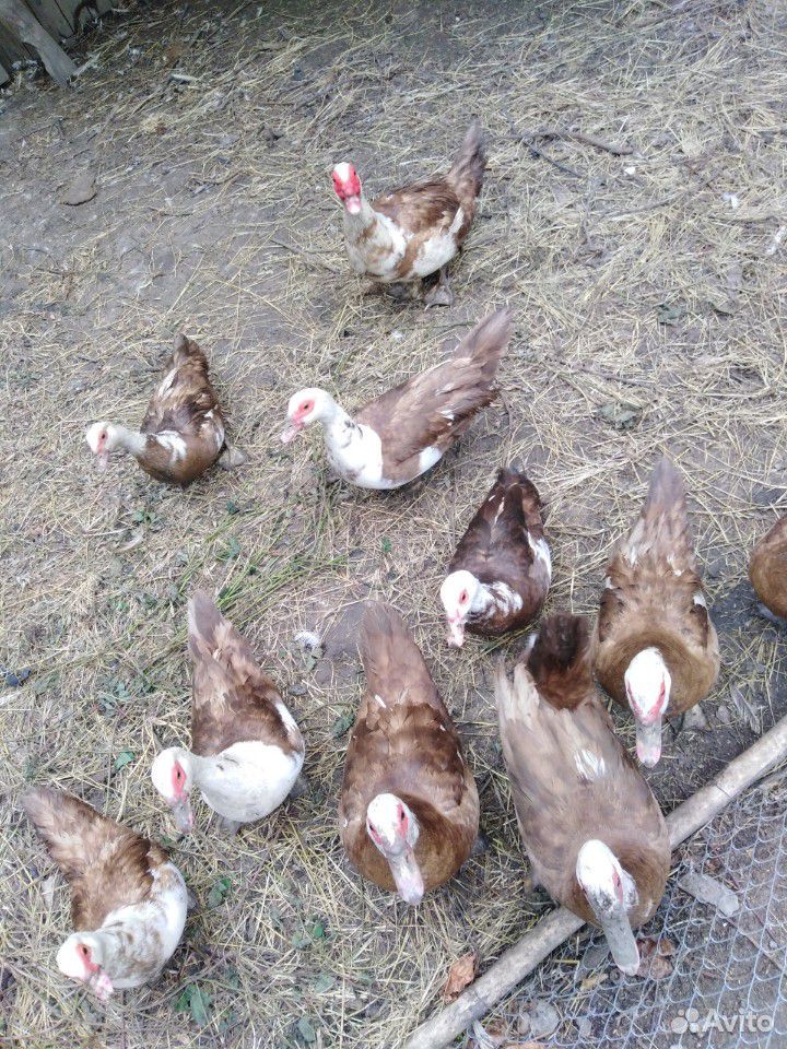 Утки коричневые купить на Зозу.ру - фотография № 2