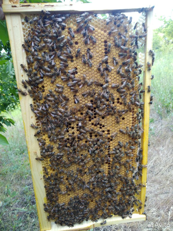 Пчелы(отводки) купить на Зозу.ру - фотография № 1