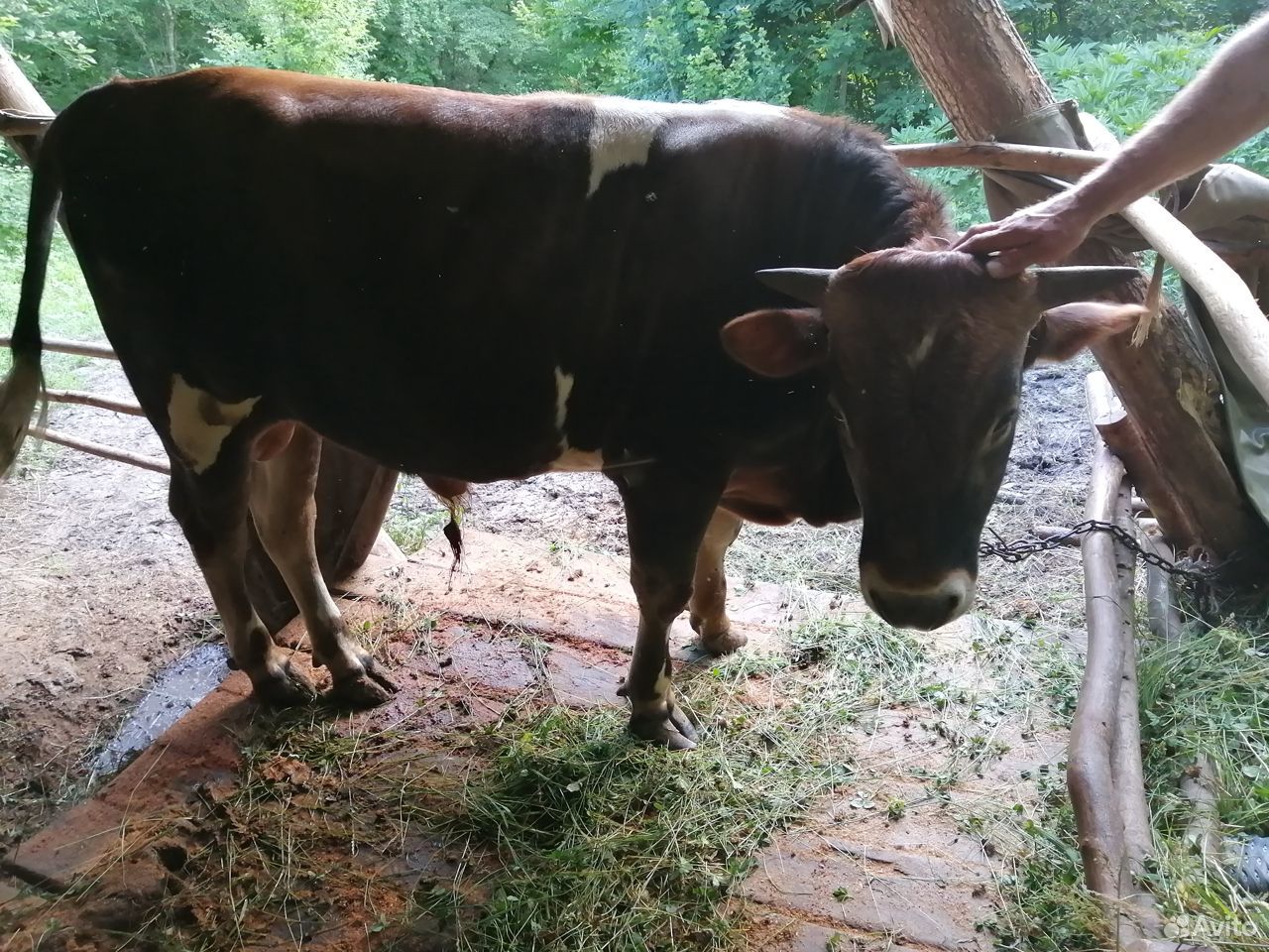 Корова и бык купить на Зозу.ру - фотография № 4