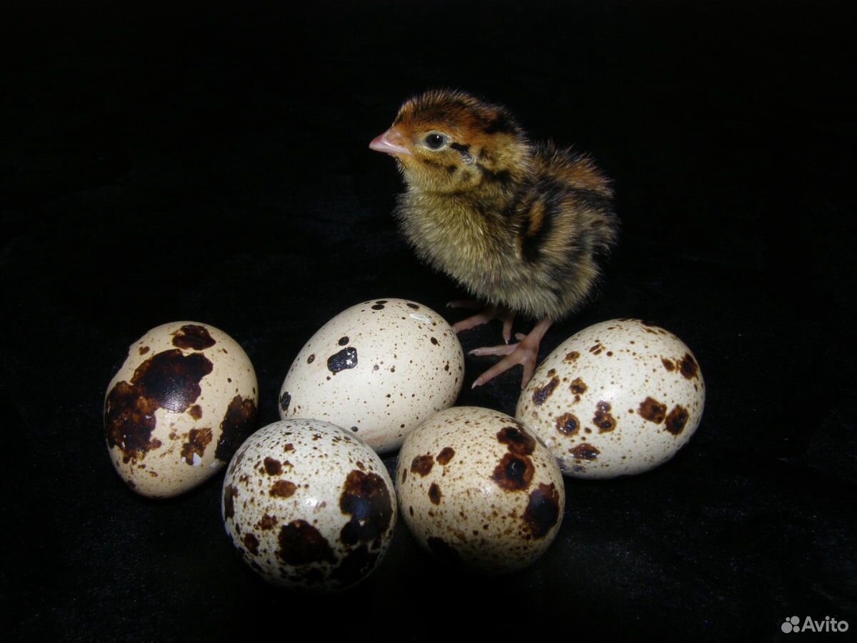 Перепелиное яйцо инкубационное купить на Зозу.ру - фотография № 6