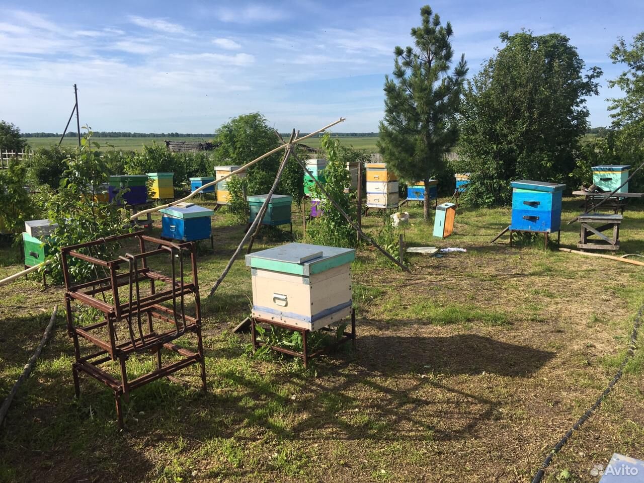 Пчёлы пчелосемьи рои купить на Зозу.ру - фотография № 3
