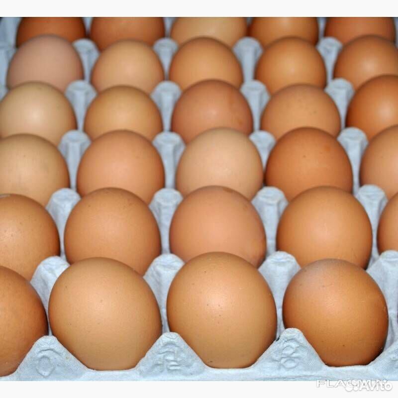 Инкубационные яйца брамы купить на Зозу.ру - фотография № 1