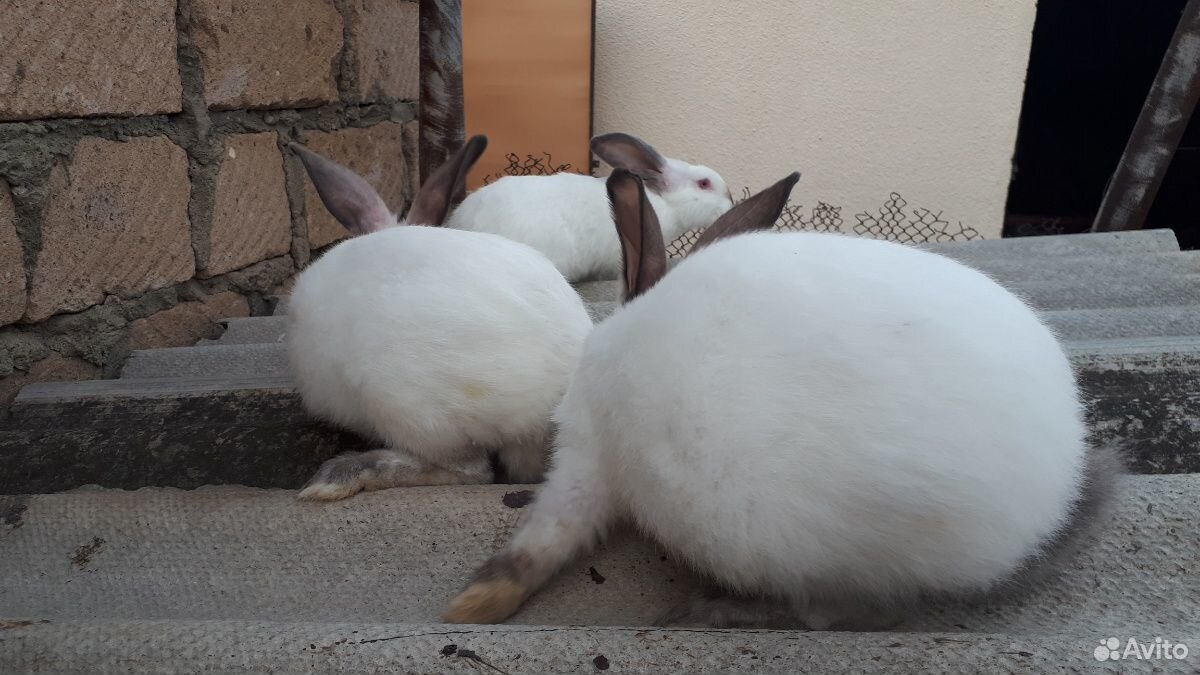 Кролики Калифорнийской породы купить на Зозу.ру - фотография № 7