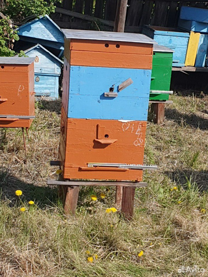 Продаю пчелосемьи купить на Зозу.ру - фотография № 2