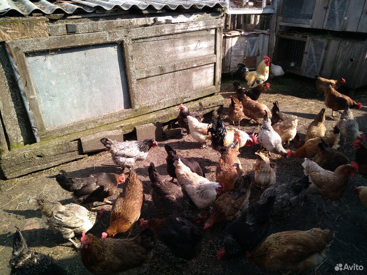 Цыплята, яйцо, яйцо инкубационное- от домашних кур купить на Зозу.ру - фотография № 1