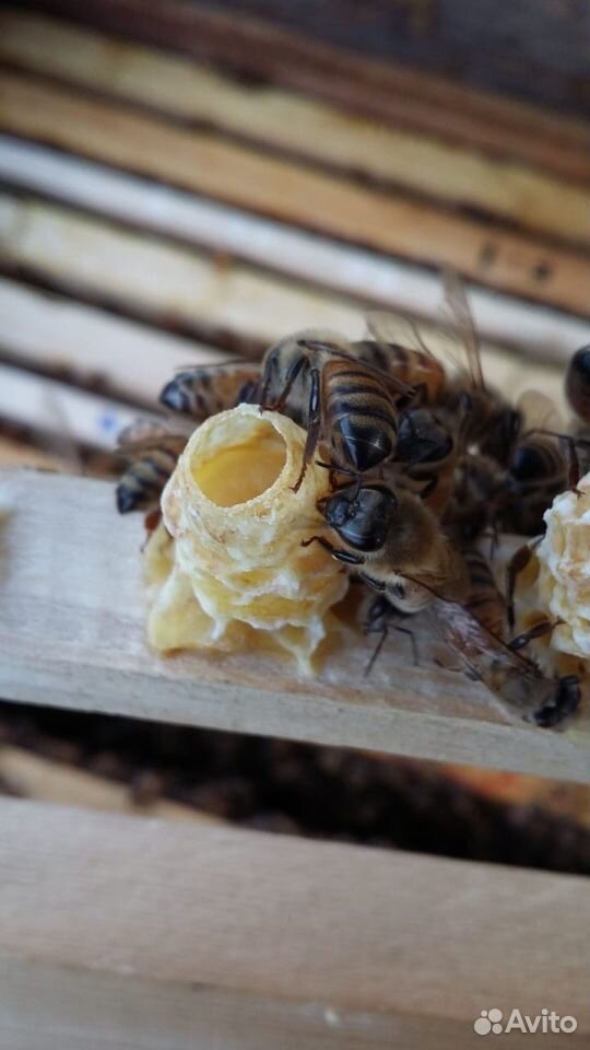 Пчелиные матки неплодные купить на Зозу.ру - фотография № 1