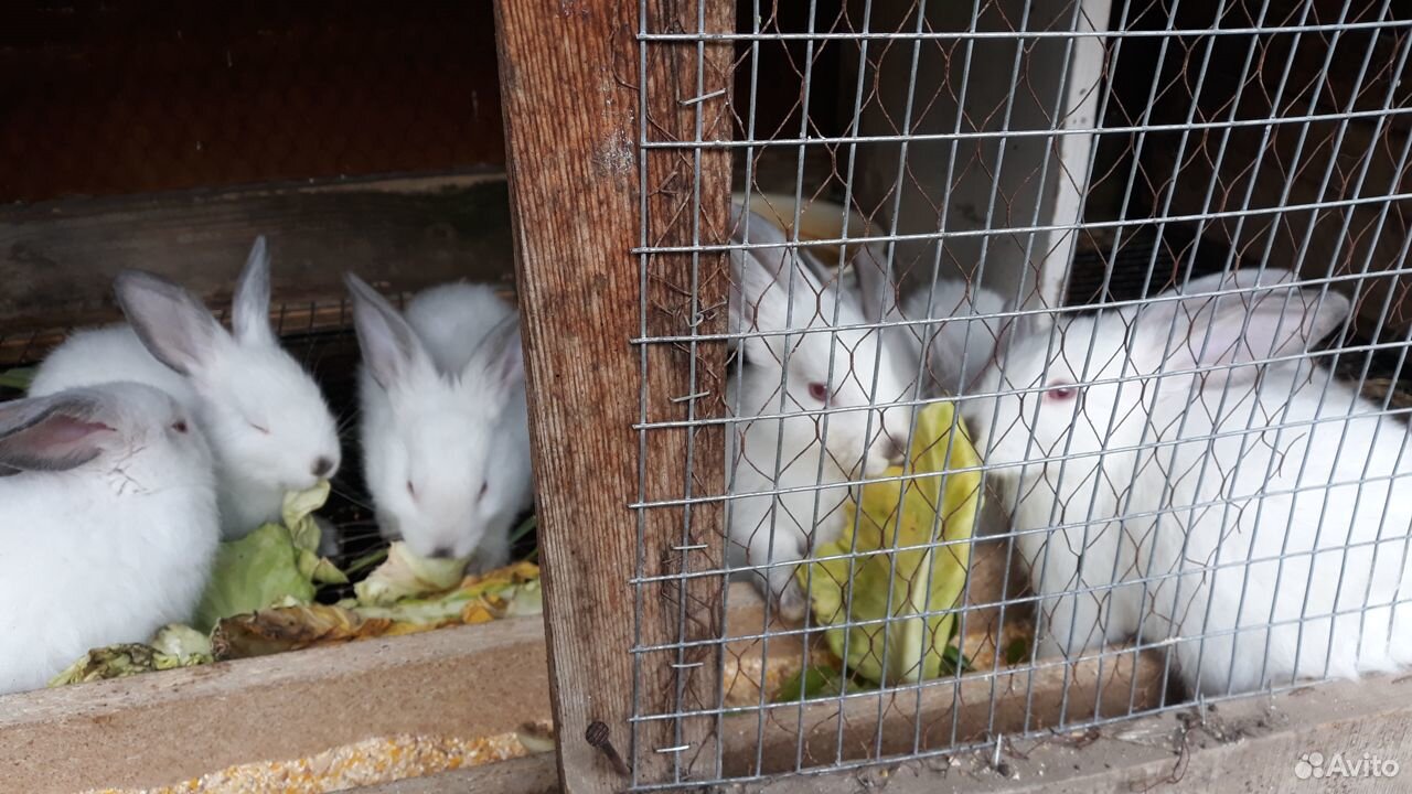 Кролики калифорнийцы молодняк 1.5 месяца купить на Зозу.ру - фотография № 3