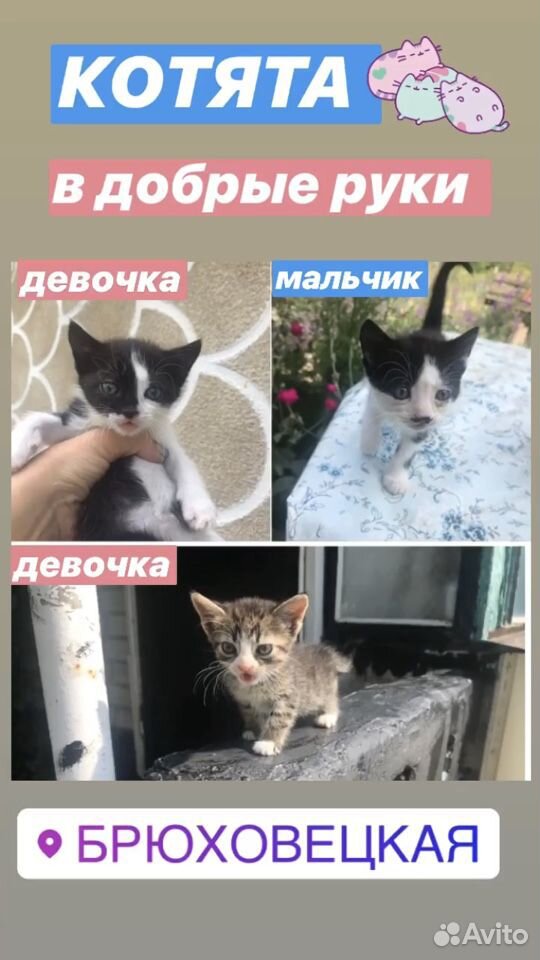 Спасите милых котят купить на Зозу.ру - фотография № 1