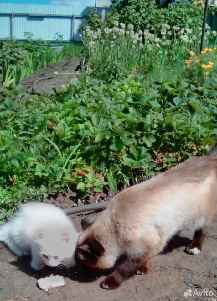 Два котенка купить на Зозу.ру - фотография № 2