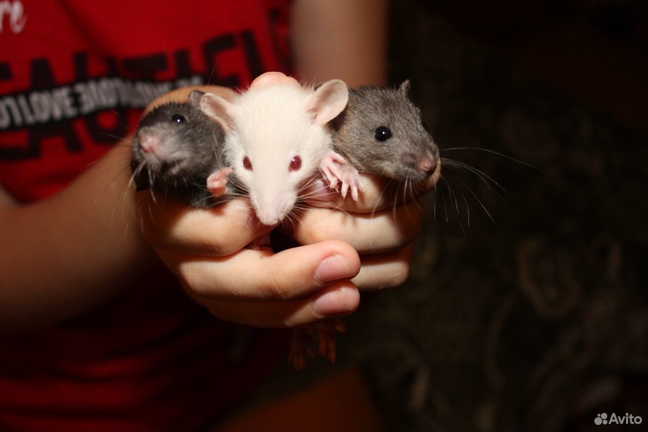 Крыса дамбо. Крысята Дамбо. Сатиновая крыса Дамбо. Крысы Дамбо маленькие. Маленькие крысята Дамбо.