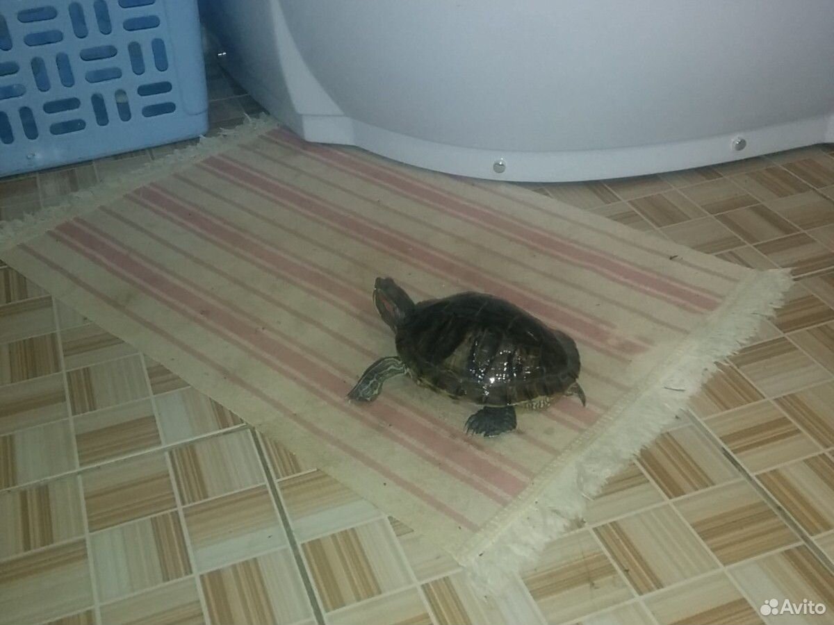 Красноухая черепаха купить на Зозу.ру - фотография № 5