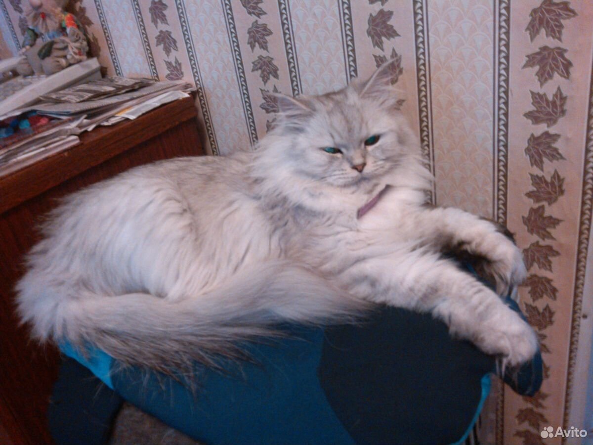 Сибирская кошка купить на Зозу.ру - фотография № 1