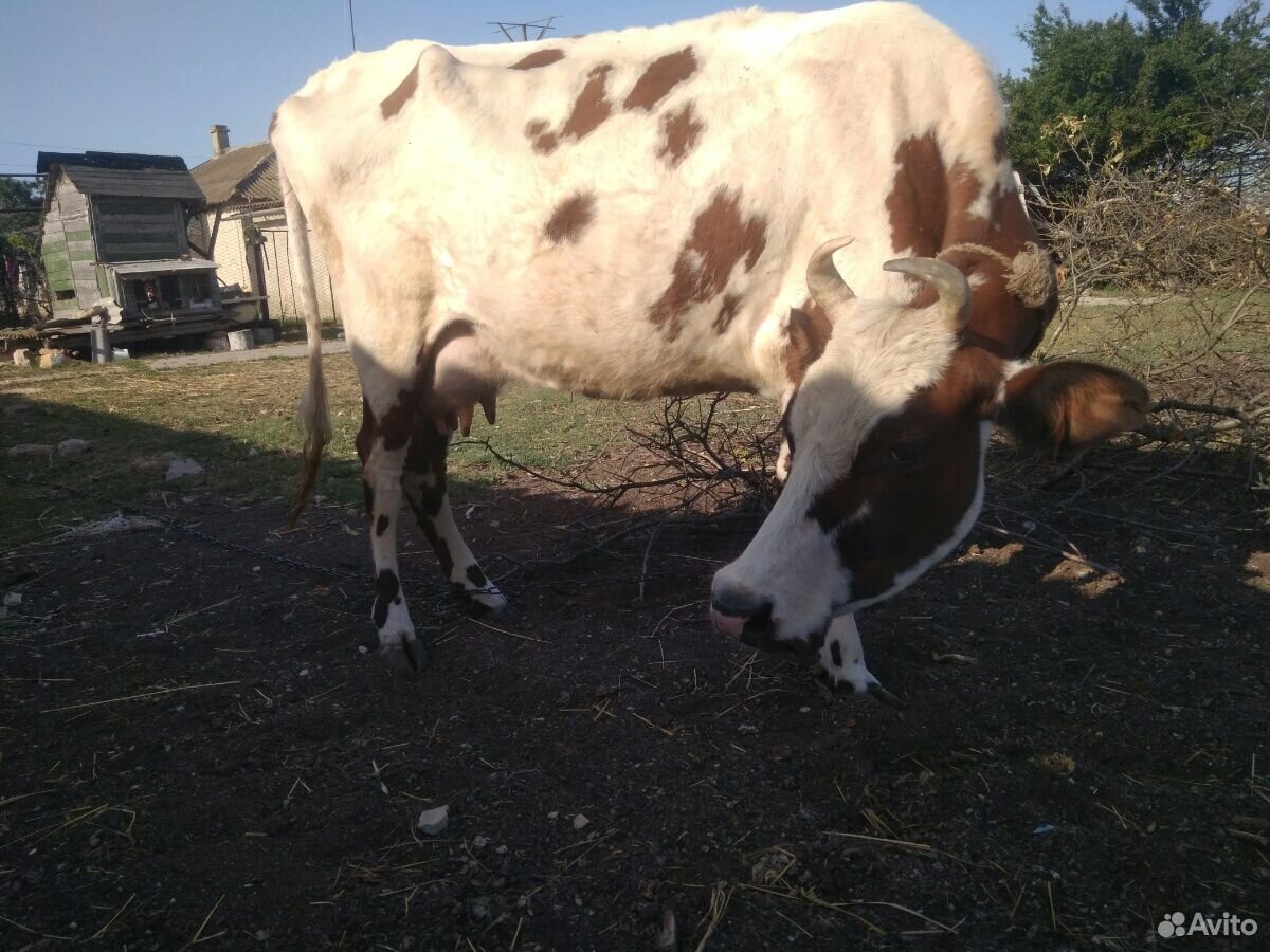 Корова молочная, бычок, телочки, козы, барашки купить на Зозу.ру - фотография № 2