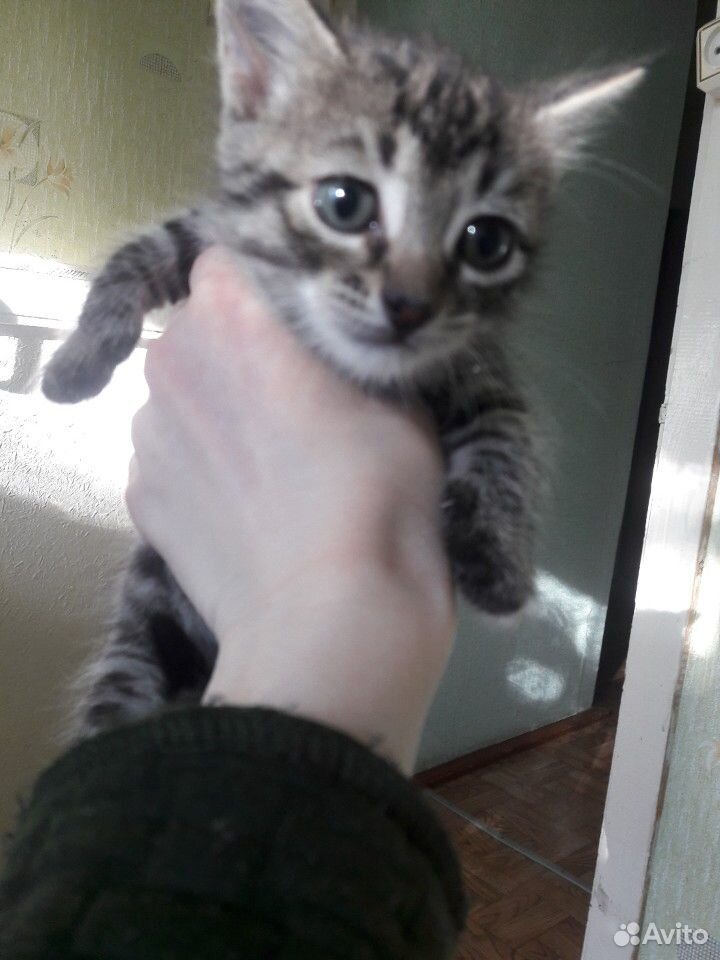 Отдам котенка в хорошие руки купить на Зозу.ру - фотография № 2