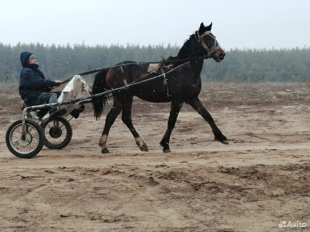 Продам лошадей, орловской породы купить на Зозу.ру - фотография № 6