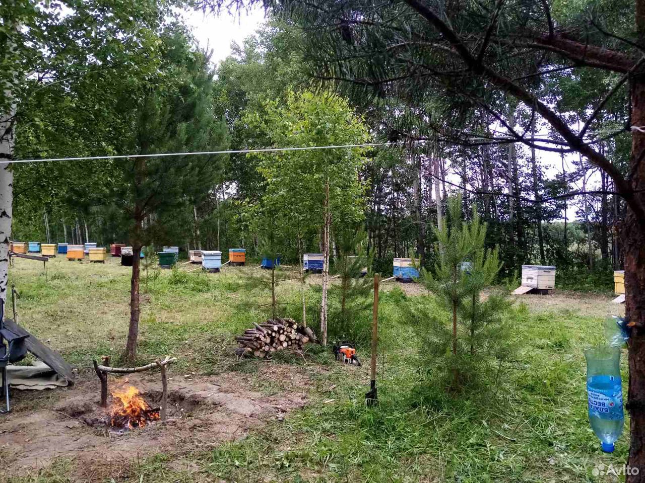 Пасека пчёл"карника" с мёдом купить на Зозу.ру - фотография № 7