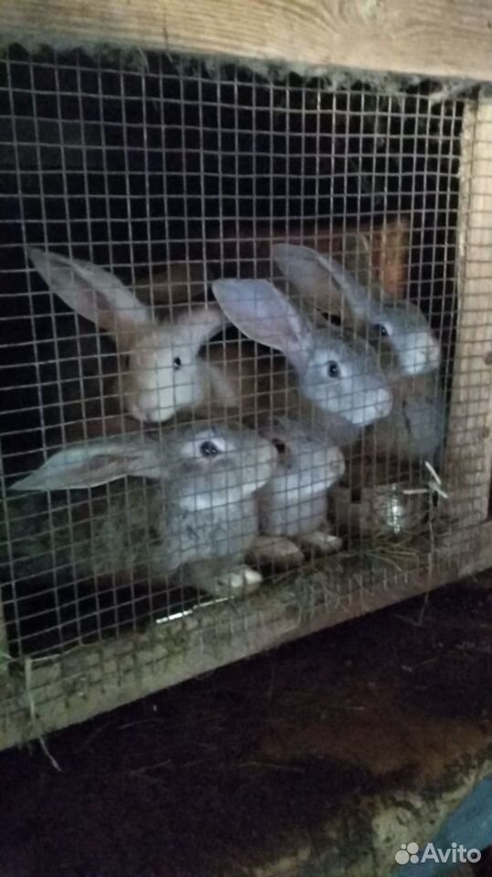 Кролики,яйца,молоко купить на Зозу.ру - фотография № 1