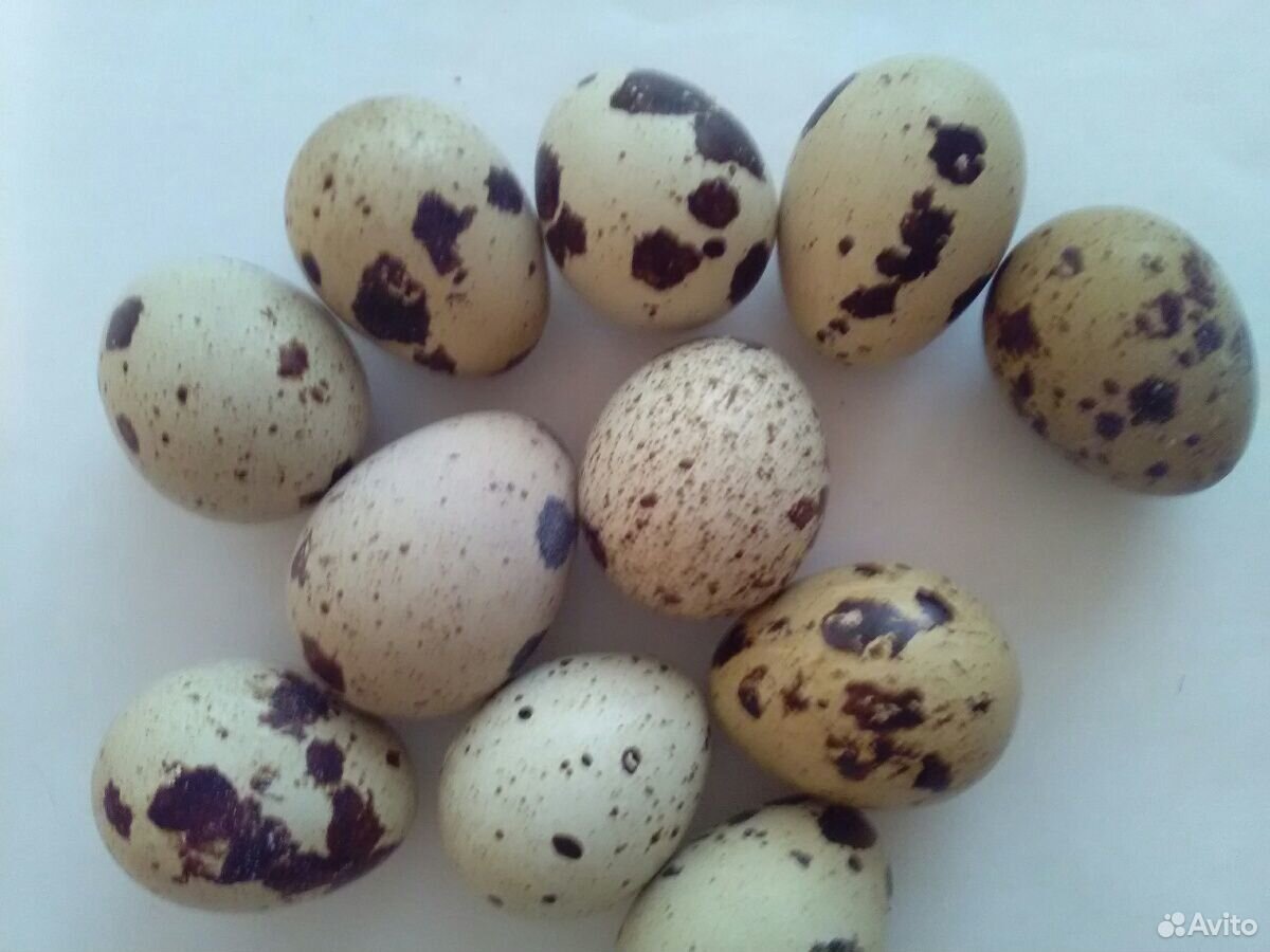Перепелиные яйца купить на Зозу.ру - фотография № 5