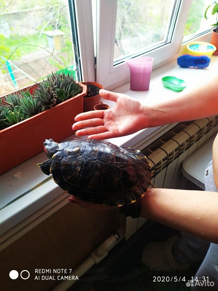 Африканская красноухая черепаха купить на Зозу.ру - фотография № 2
