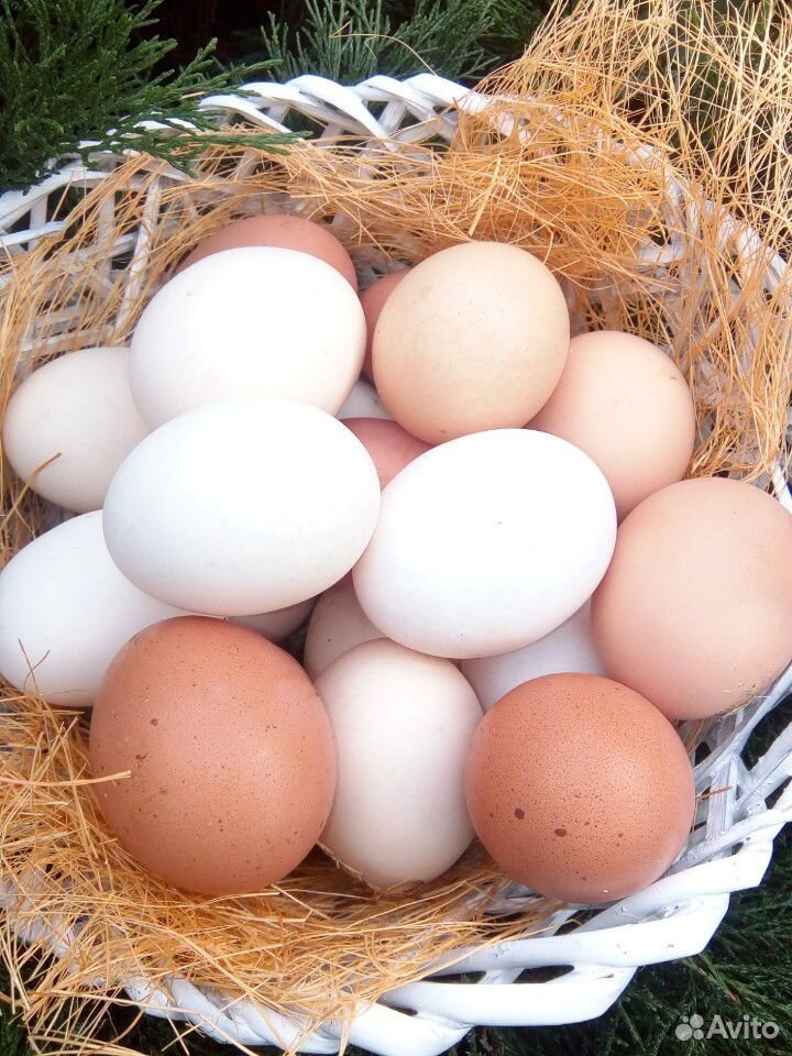 Яйца купить на Зозу.ру - фотография № 6