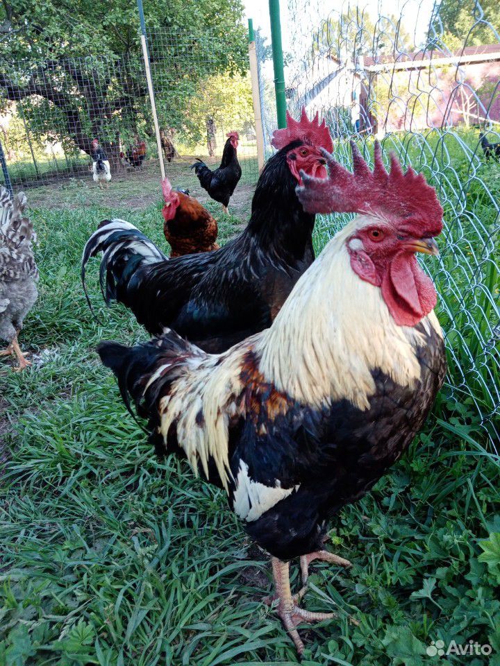 Цыплята, яйца инкубационные, петухи на племя купить на Зозу.ру - фотография № 8