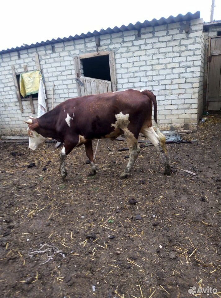 Продается,коровы и быки купить на Зозу.ру - фотография № 2