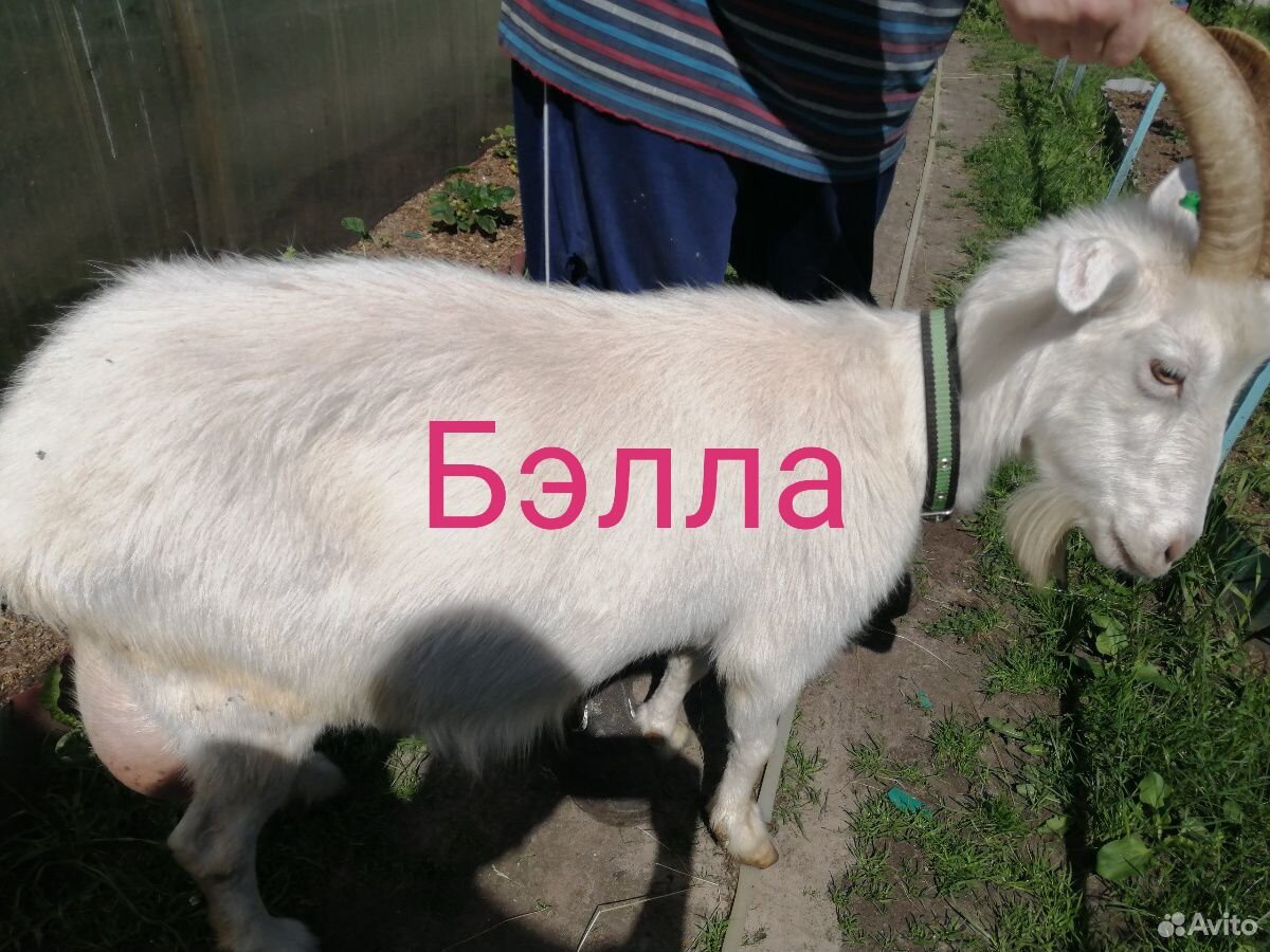 Дойные козы, высокоудойные купить на Зозу.ру - фотография № 3