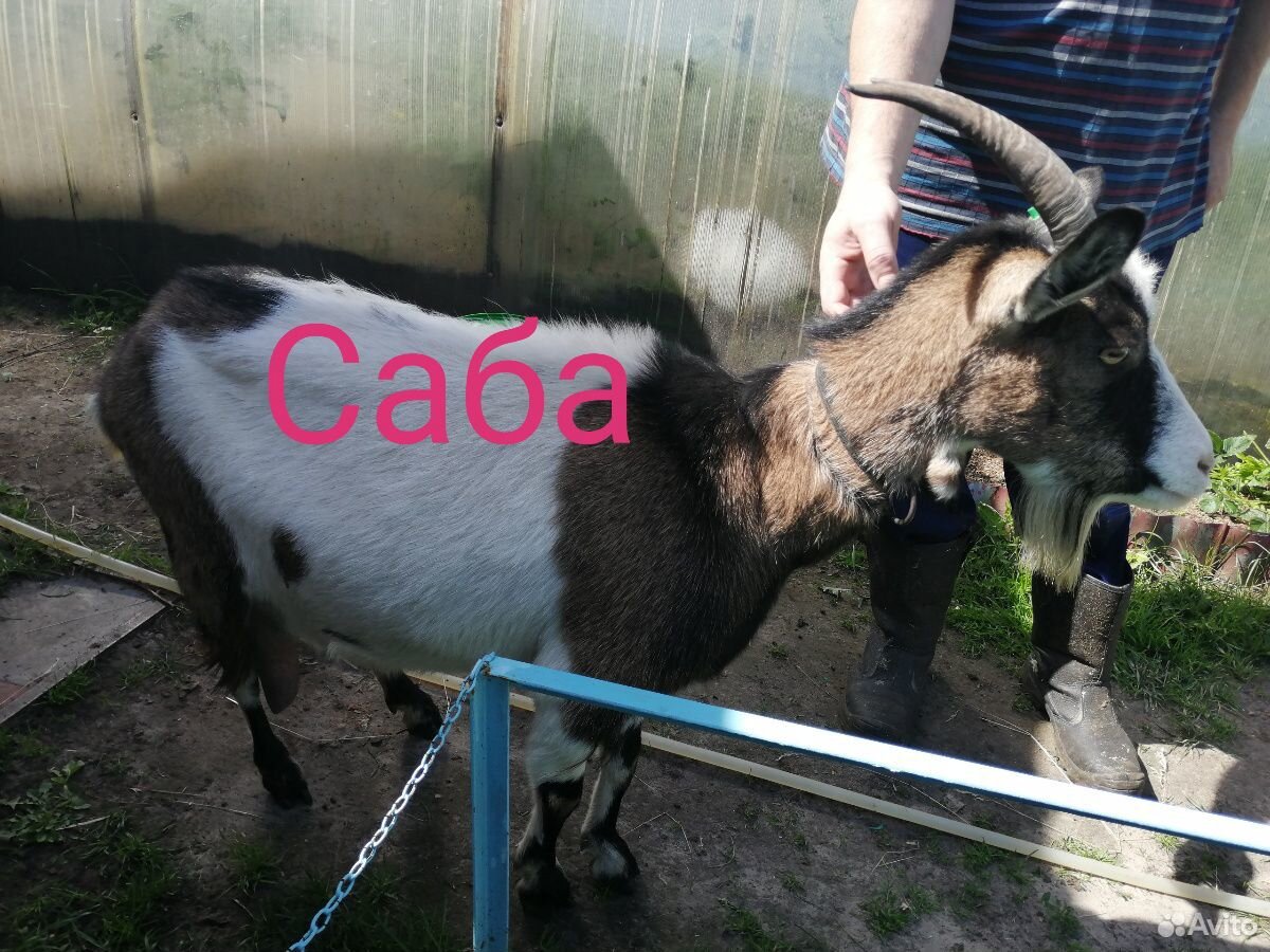 Дойные козы, высокоудойные купить на Зозу.ру - фотография № 9