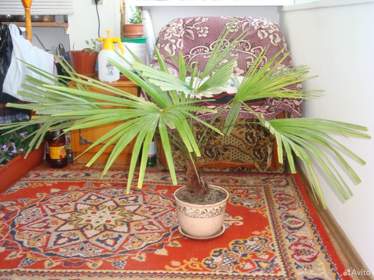Крымская пальма Трахикарпус купить на Зозу.ру - фотография № 2